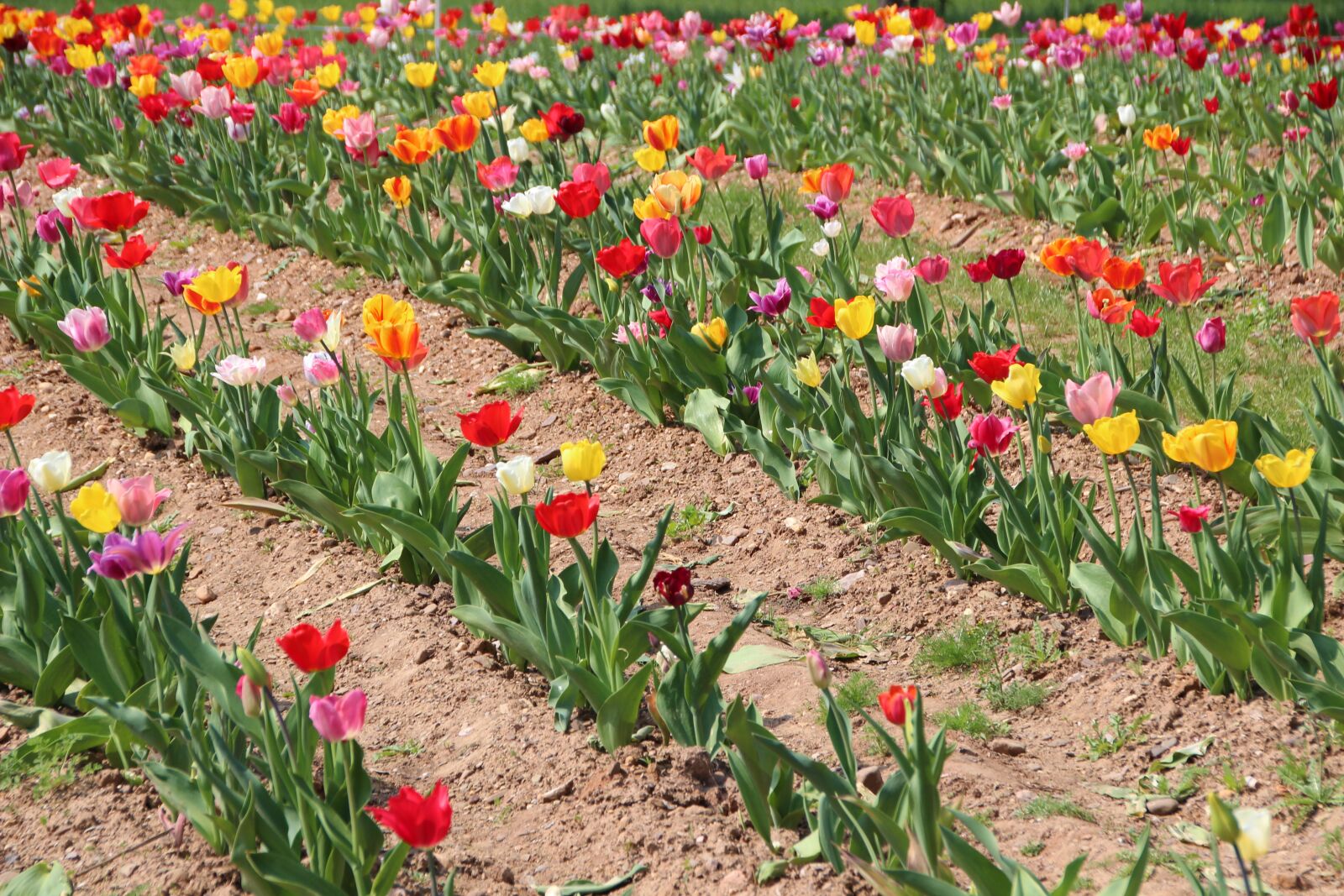 Canon EOS 600D (Rebel EOS T3i / EOS Kiss X5) sample photo. Tulip, flowers, flower bed photography