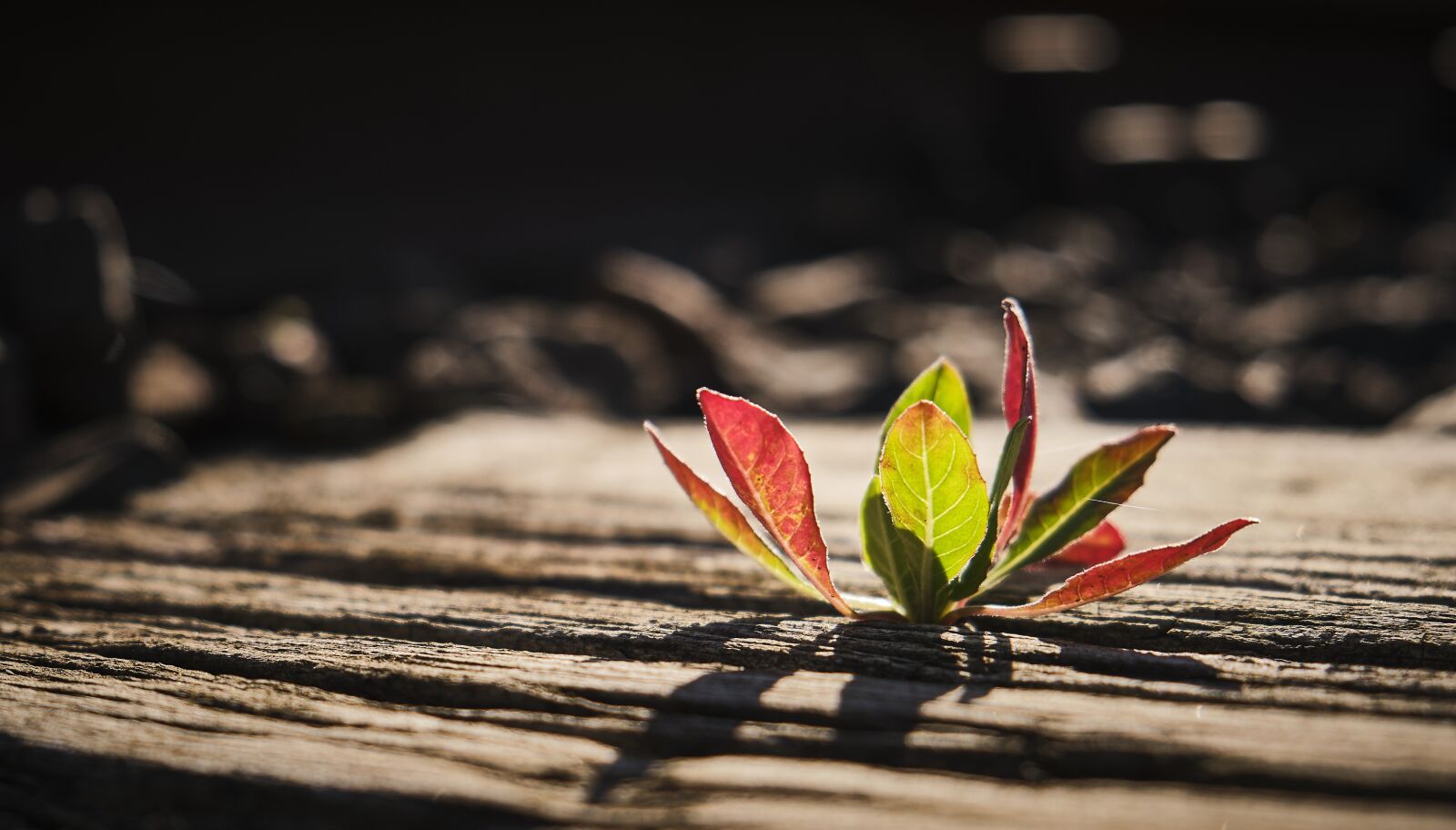 Fujifilm XF 18-55mm F2.8-4 R LM OIS sample photo. Climate, renaturation, new beginning photography