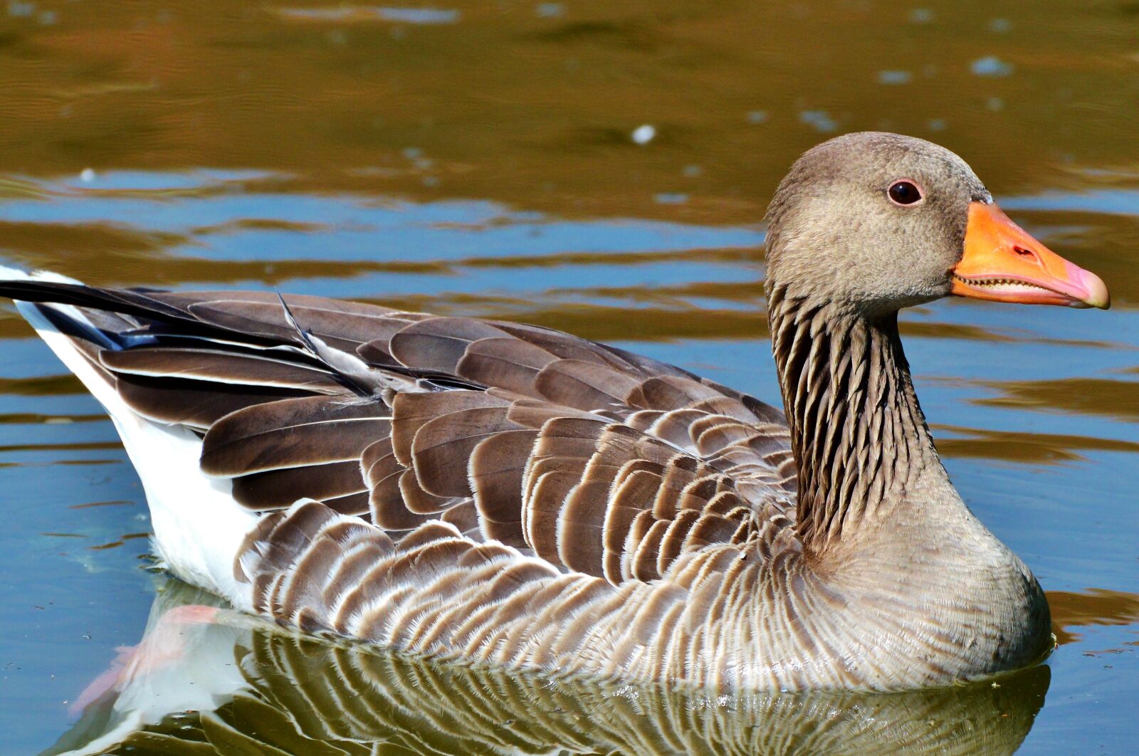 Nikon D3200 sample photo. Wild goose, goose, bird photography