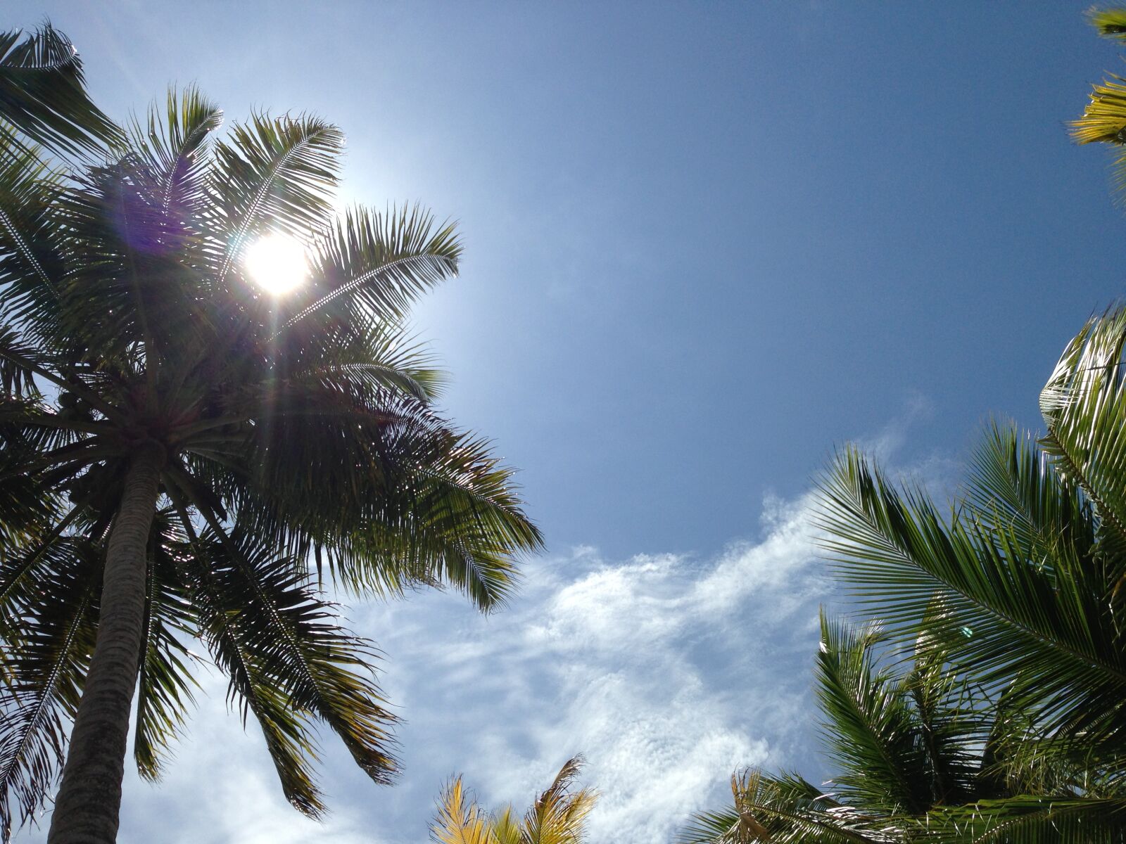 Apple iPhone 5 sample photo. Blue, sky, palmtree, sun photography