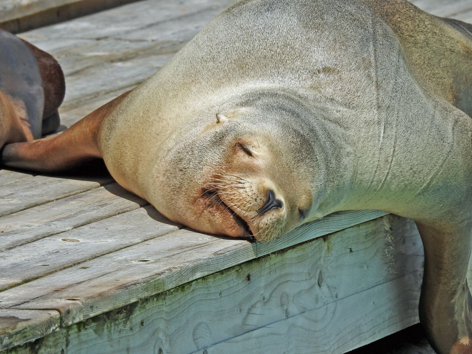 Nikon Coolpix P900 sample photo. Nature, fauna, seal photography