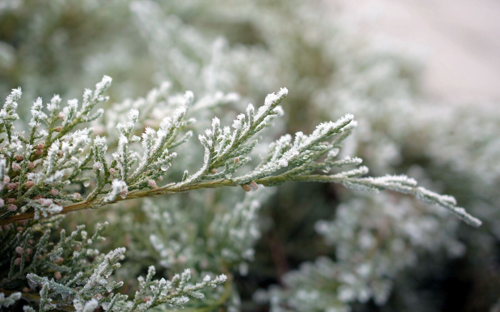 Nikon D5300 sample photo. Branch, conifer, ice cream photography
