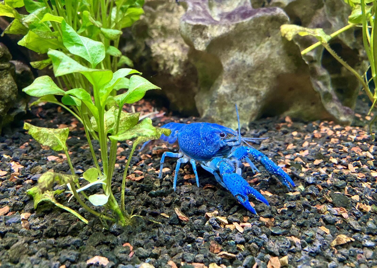 Apple iPhone 11 Pro Max sample photo. Blue, crayfish, nature photography