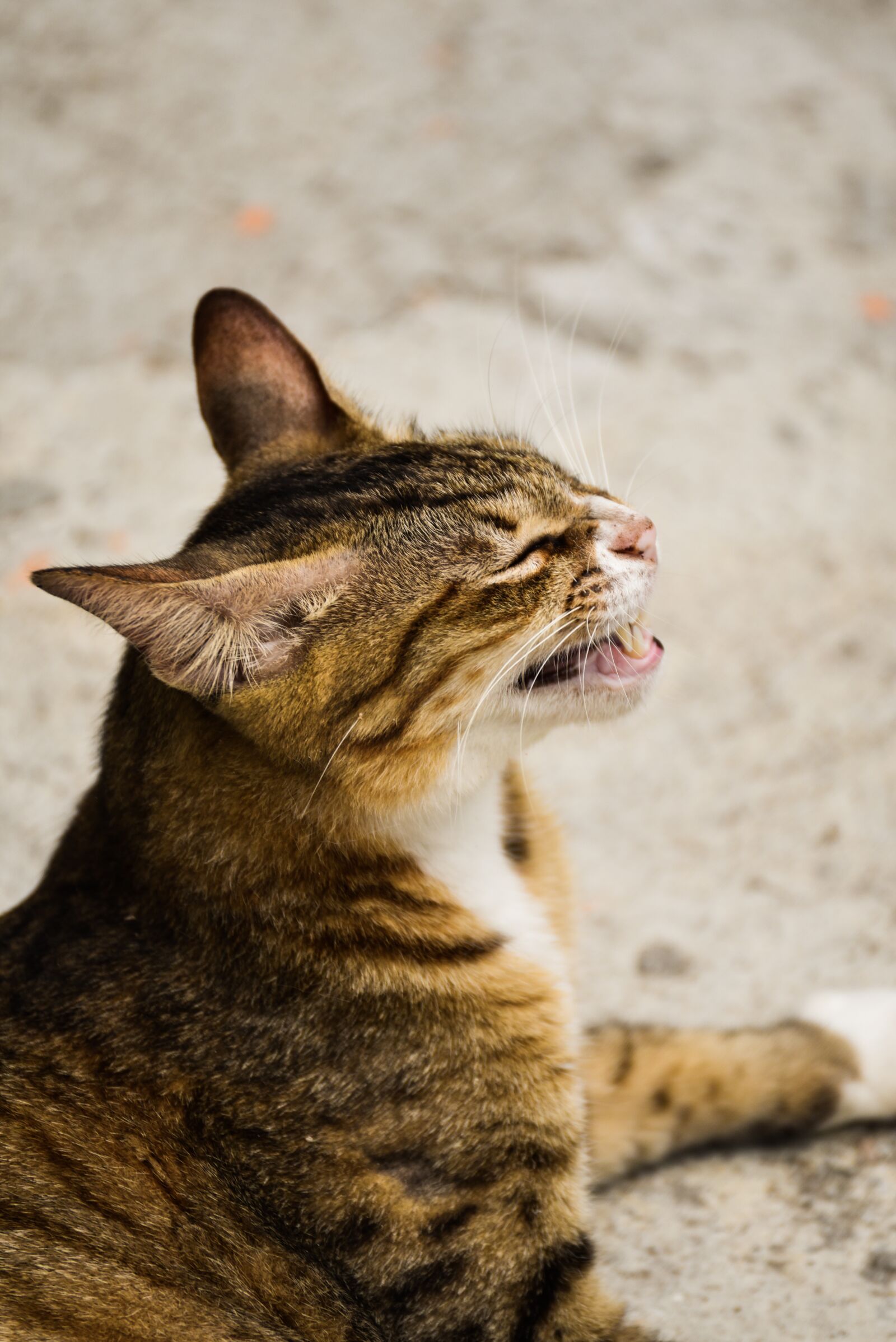Nikon D750 sample photo. Cat, strayer, outdoor photography