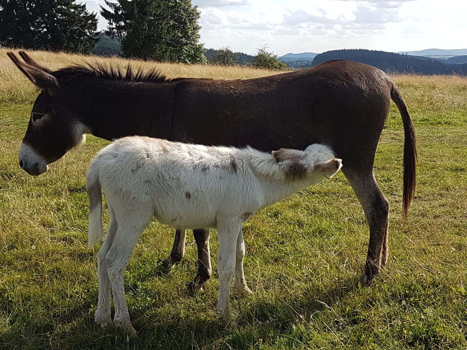 Samsung Galaxy S7 sample photo. Donkey, foal, donkey foal photography