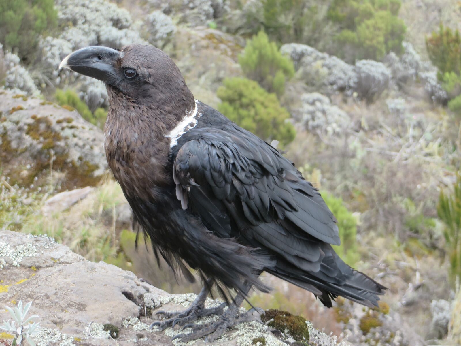 Canon PowerShot SX280 HS sample photo. Raven, white collared raven photography