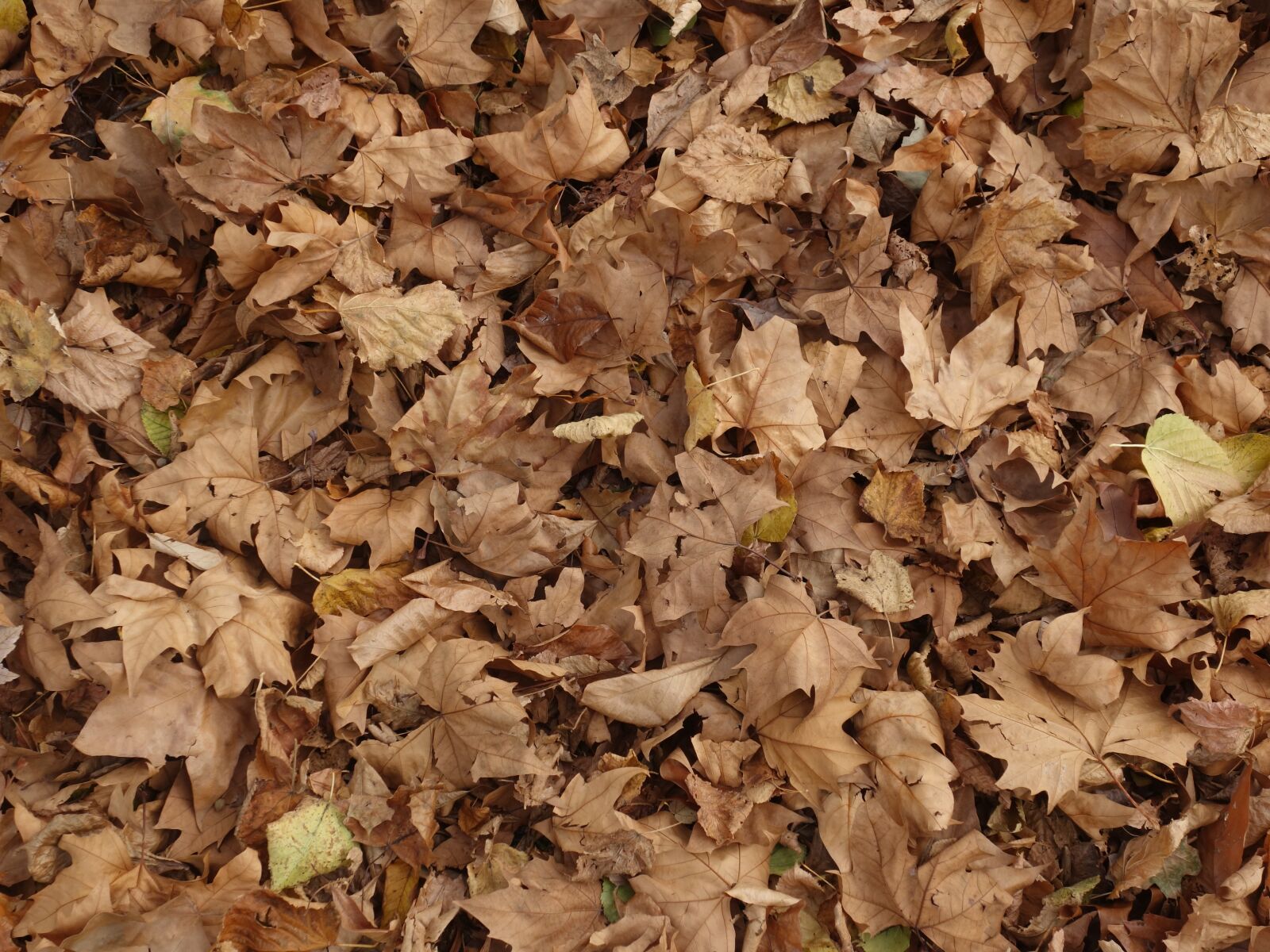 Sony Cyber-shot DSC-RX100 II sample photo. Leaves, ground, texture photography