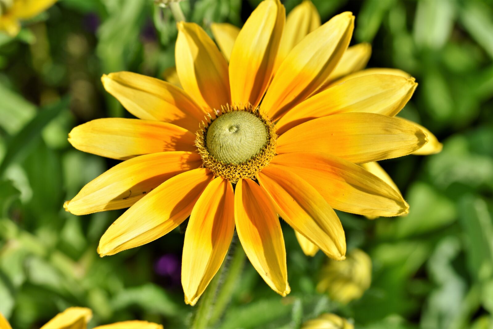Nikon D7200 sample photo. High hat, rudbeckia nidita photography