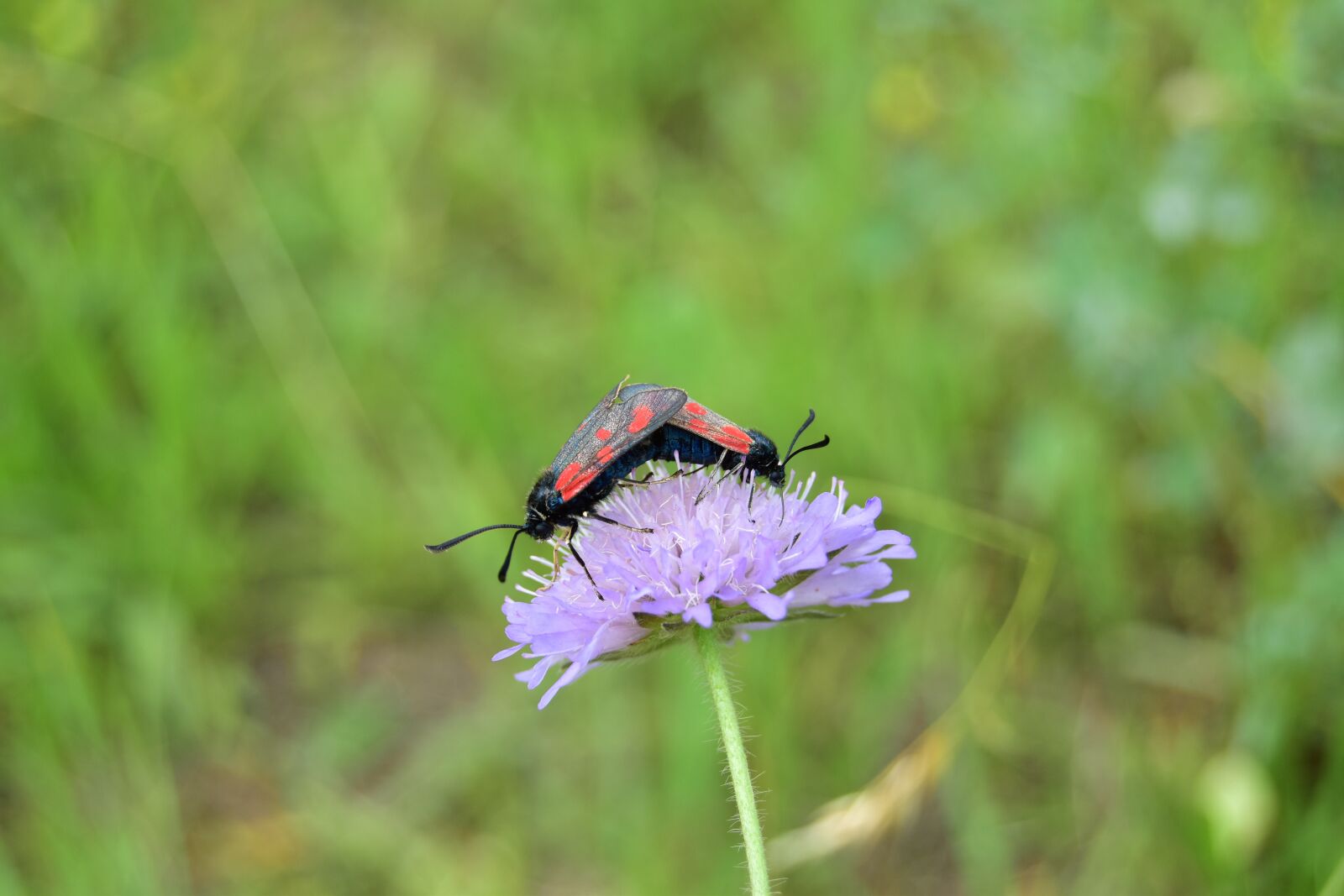 Nikon D5600 sample photo. Butterflies, pairing, insect photography