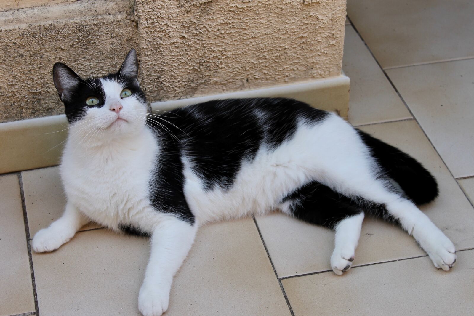Canon EOS 1100D (EOS Rebel T3 / EOS Kiss X50) sample photo. Cat, black and white photography
