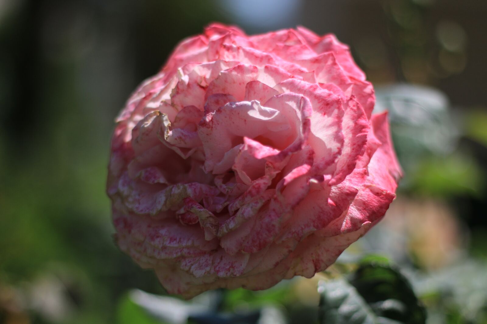 Canon EOS 70D + Canon EF 50mm F1.8 II sample photo. Rose, white, flower photography