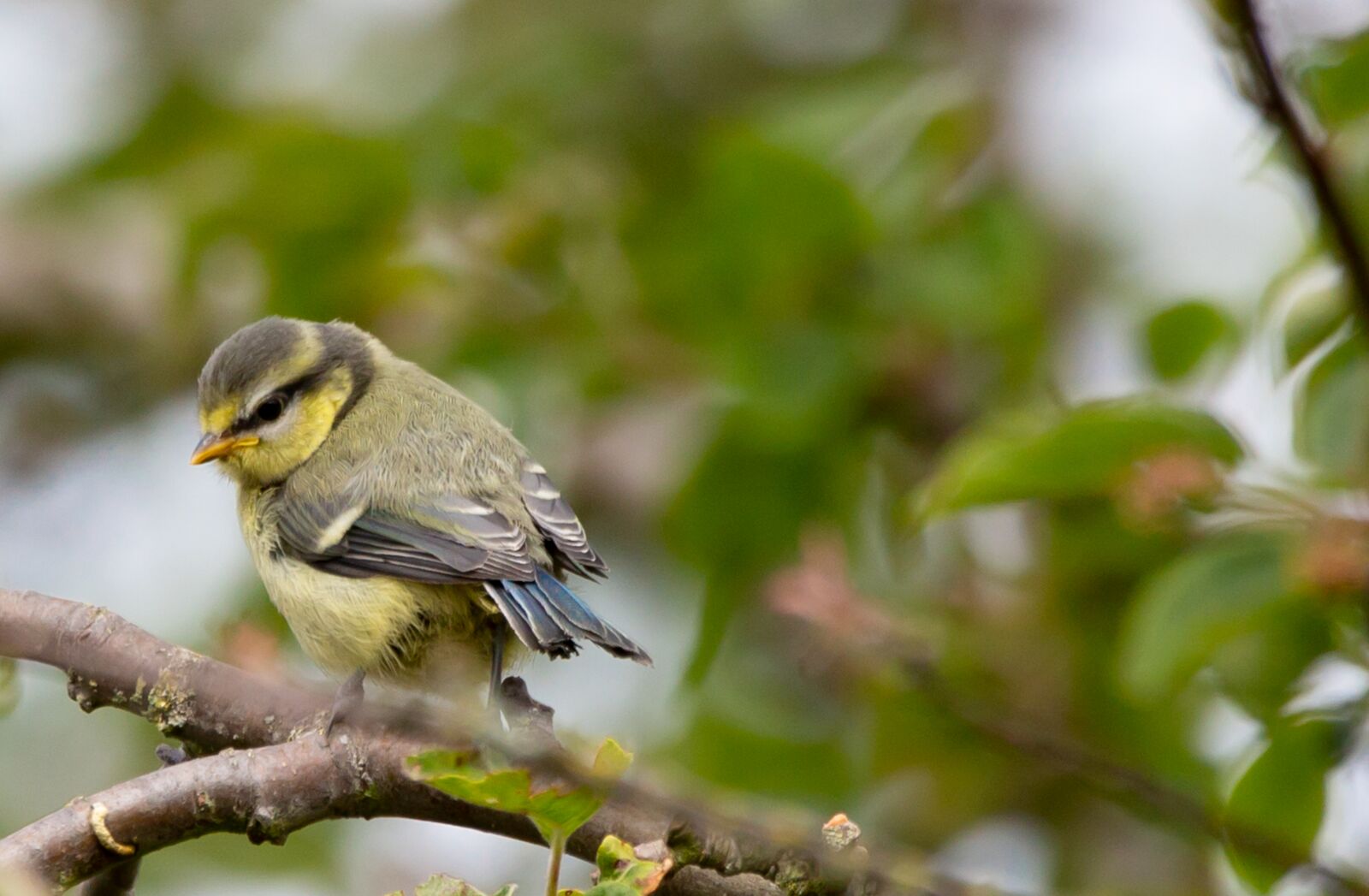 150-600mm F5-6.3 DG OS HSM | Contemporary 015 sample photo. Fledgling blue tit, baby photography