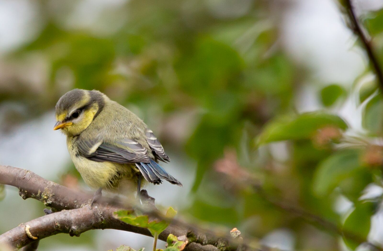 Canon EOS 5D Mark III + 150-600mm F5-6.3 DG OS HSM | Contemporary 015 sample photo. Fledgling blue tit, baby photography