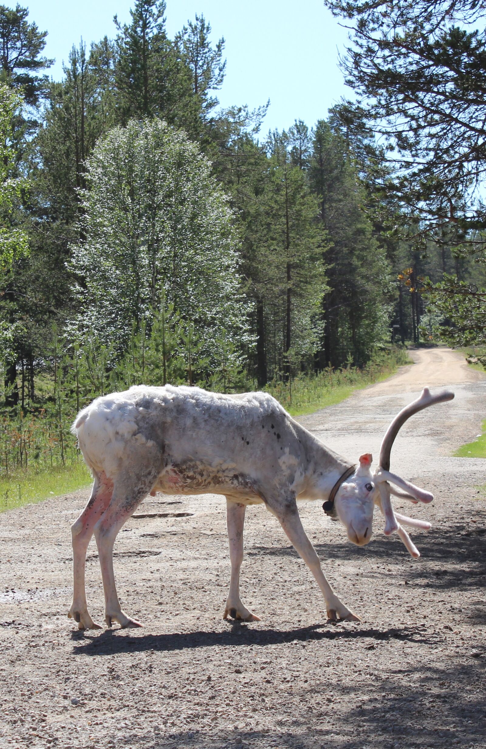 Canon EOS 1300D (EOS Rebel T6 / EOS Kiss X80) sample photo. Deer, weird, white photography
