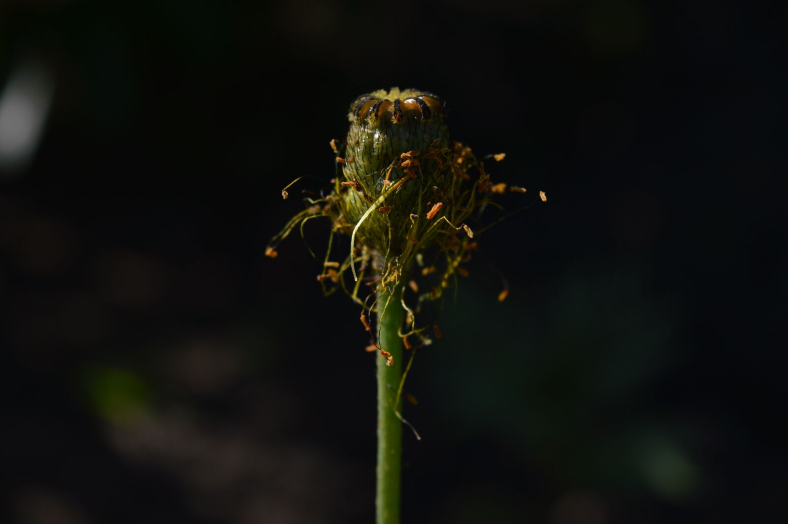 Nikon D3200 sample photo. Poppy garden, golostebelny, siberian photography