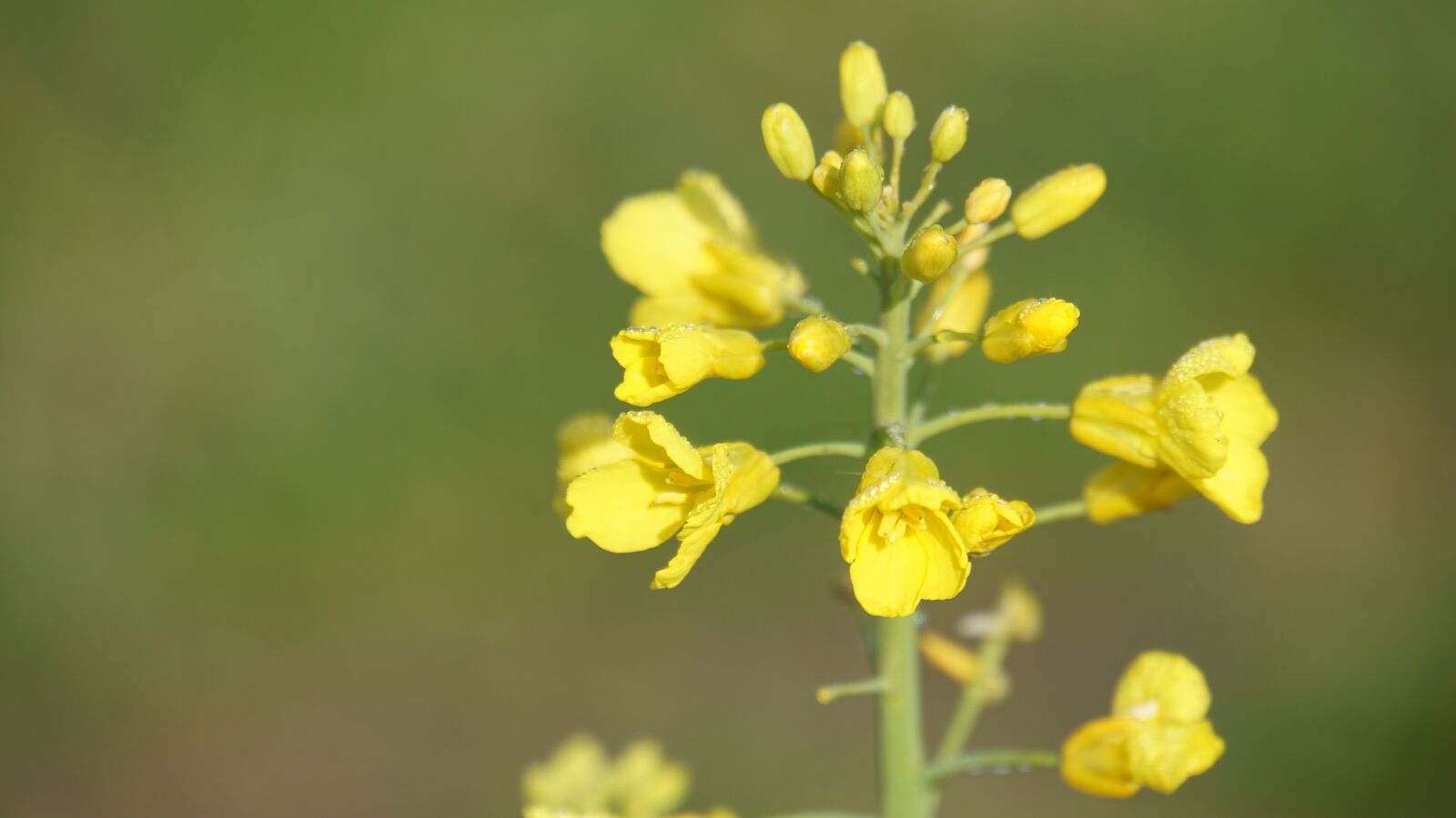Sony E 18-200mm F3.5-6.3 OSS LE sample photo. Oilseed rape, cruciferous plant photography