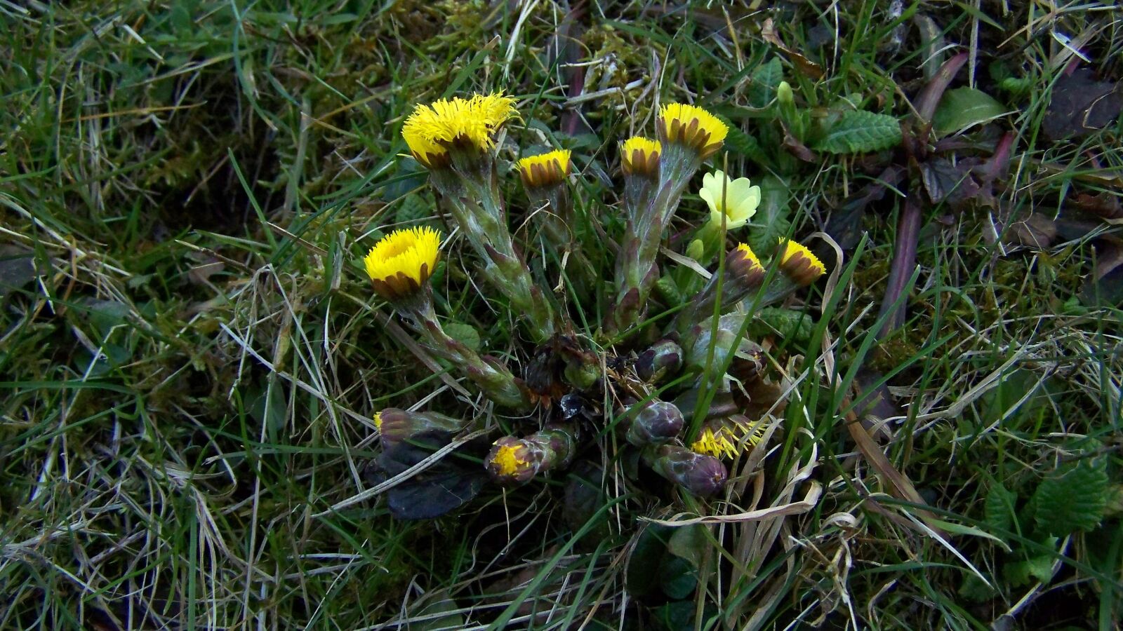 Kodak EASYSHARE ZD710 ZOOM DIGITAL CAMERA sample photo. Coltsfoot, primrose, spring heralds photography