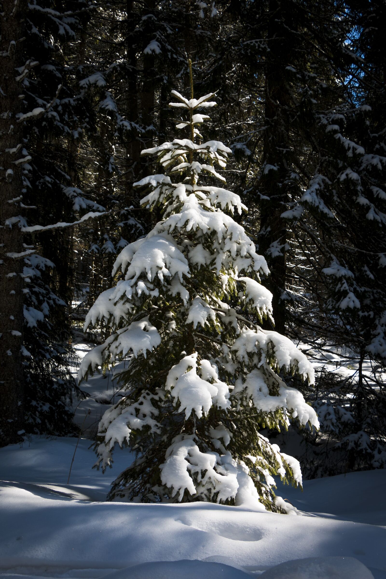 Canon EOS 70D sample photo. Tree, fir tree, snow photography