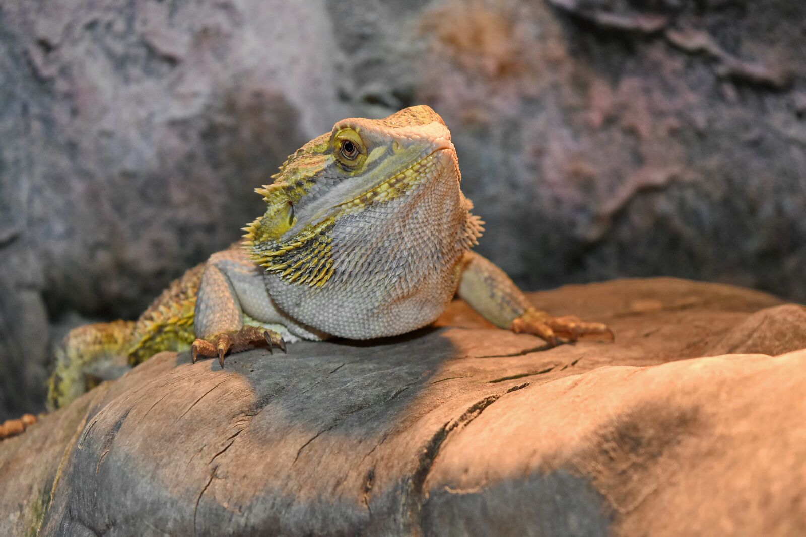 Nikon D5500 sample photo. Animal, desert, exotic, head photography