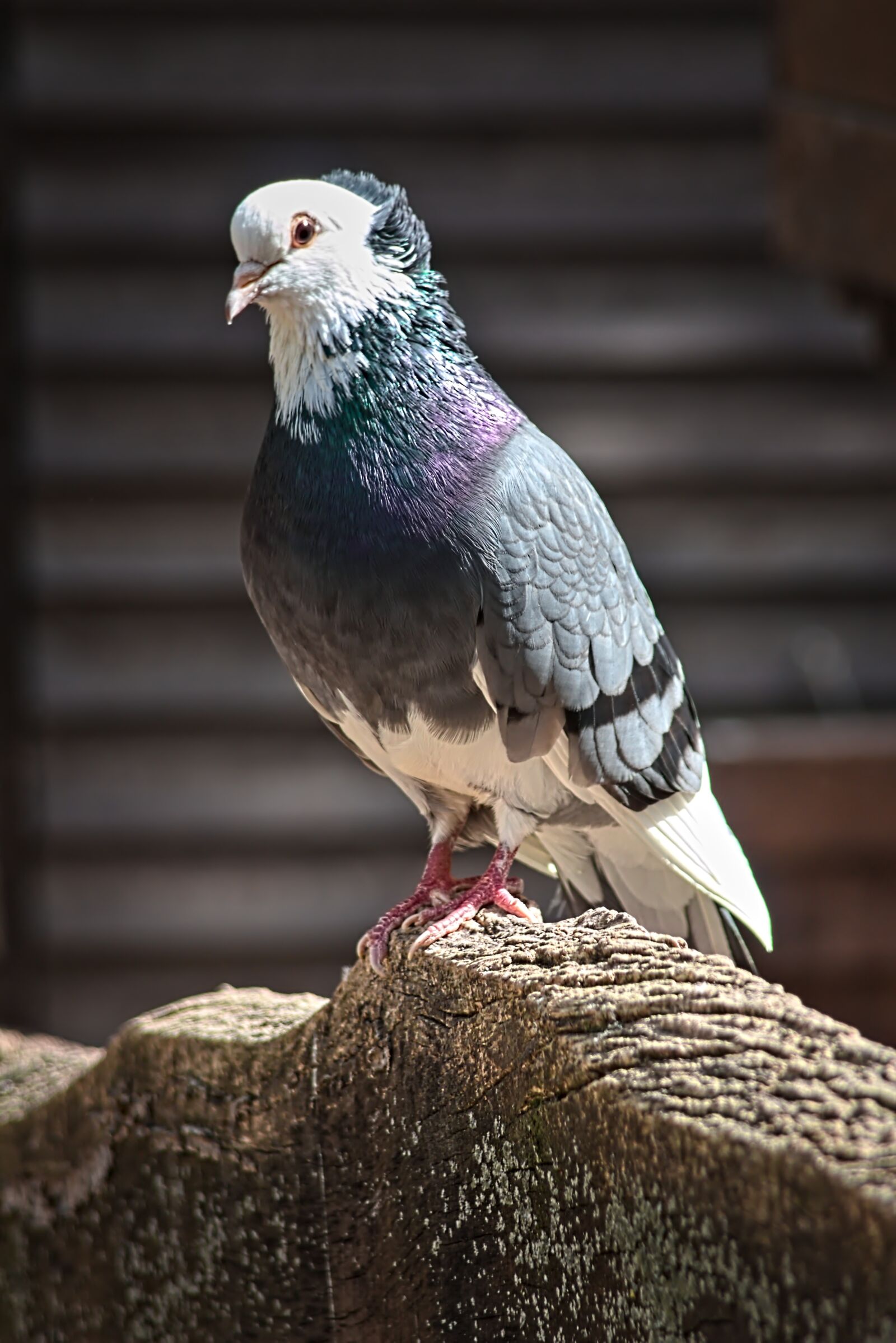 Canon EOS 650D (EOS Rebel T4i / EOS Kiss X6i) sample photo. Pigeon, color, bird photography