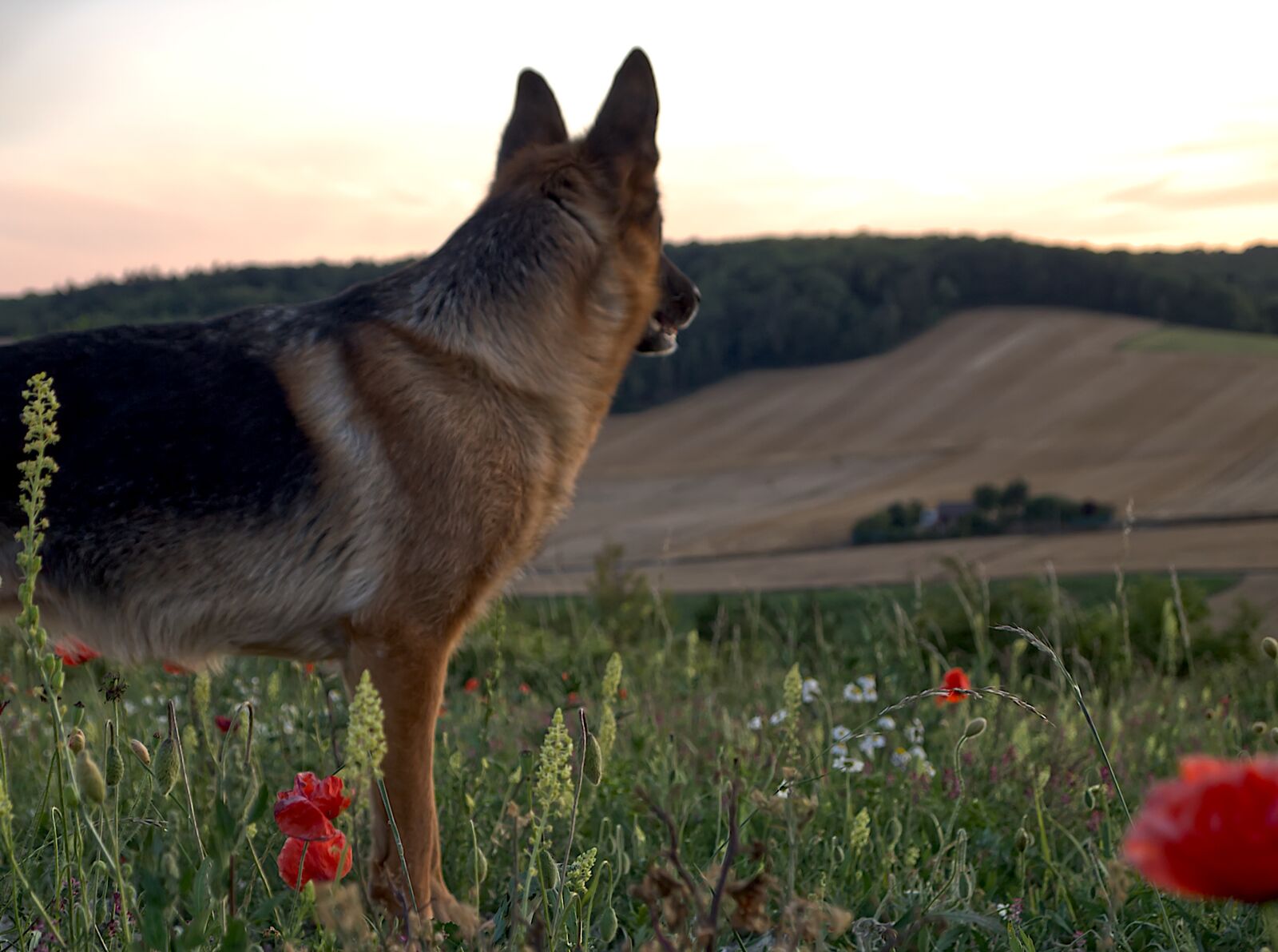 Olympus PEN E-PL1 sample photo. Dog, animal, outdoor photography