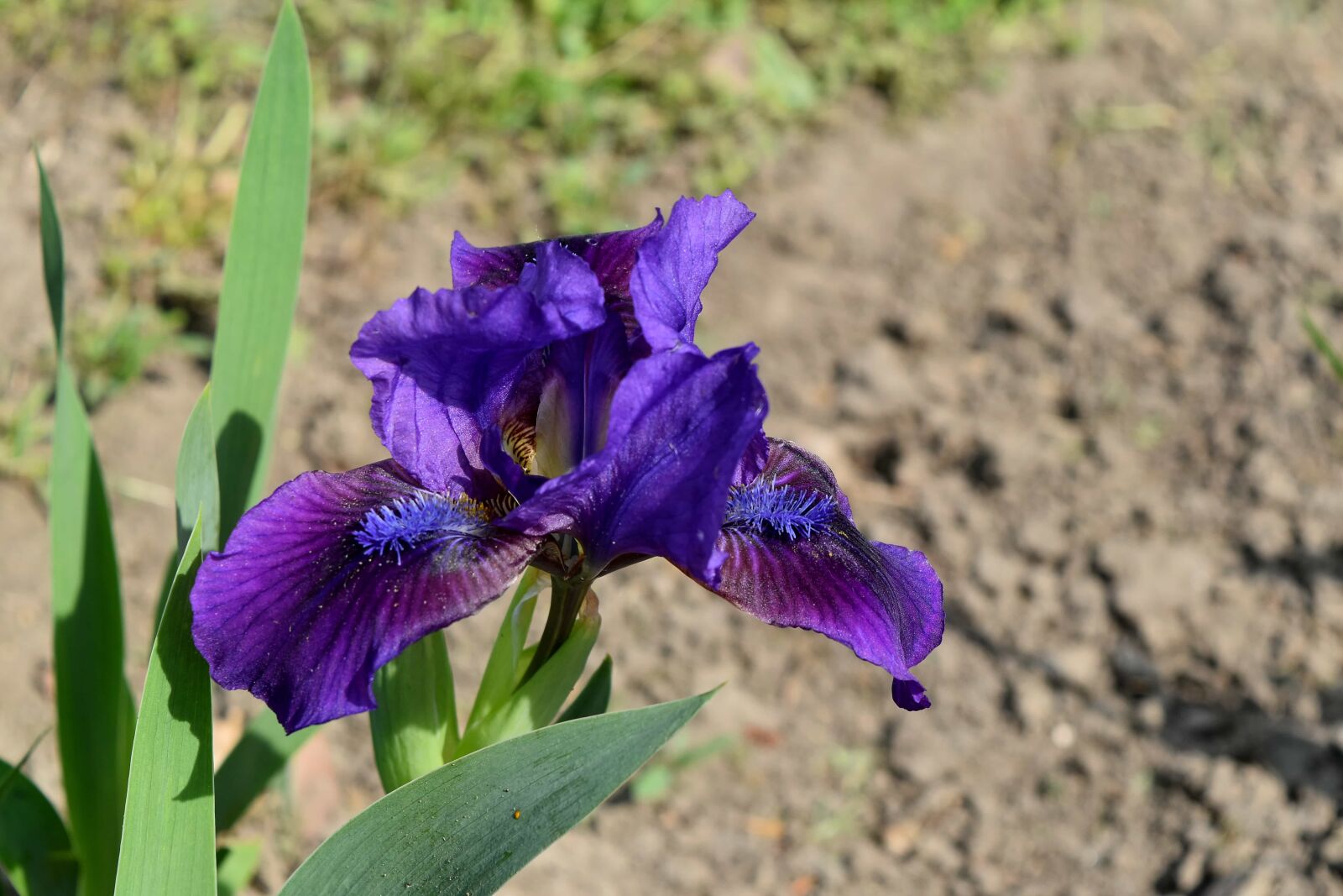 Nikon D5500 sample photo. Garden, petals, purple, flower photography