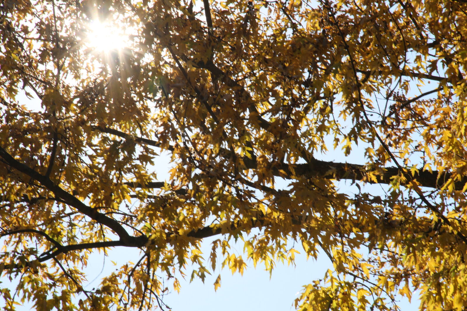 Canon EOS 7D sample photo. Leaves, maple, maple, tree photography