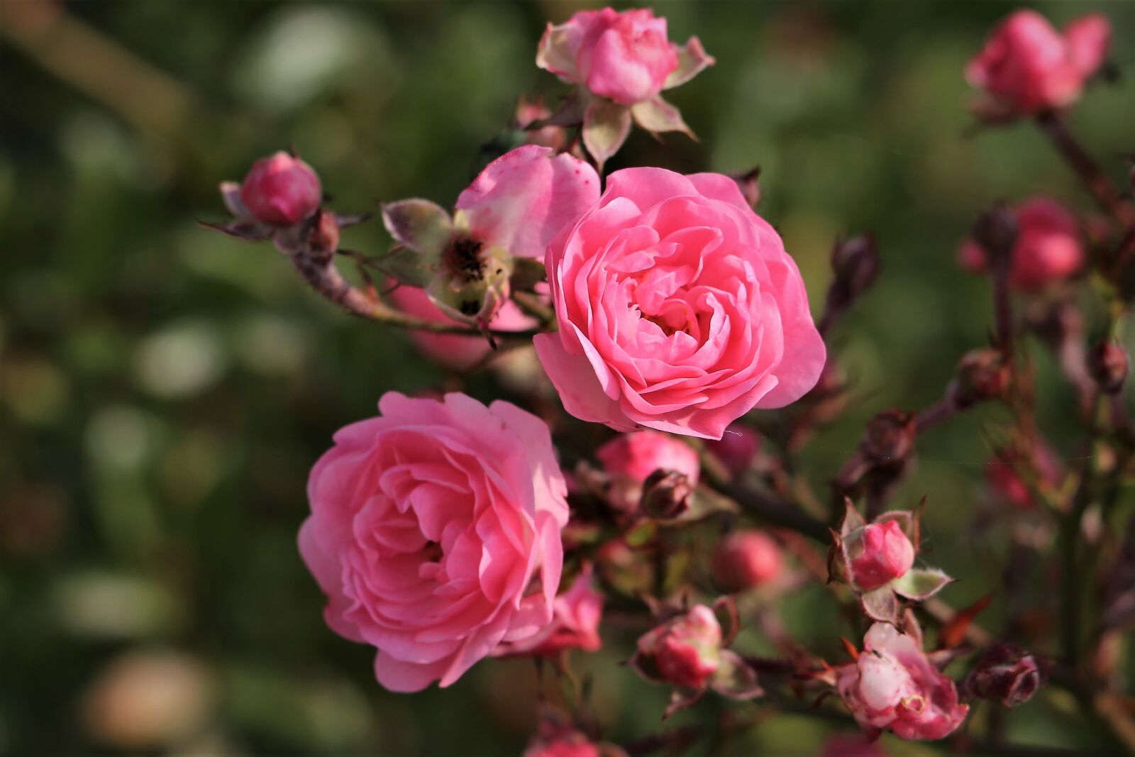Canon EF 70-300 F4-5.6 IS II USM sample photo. Pink roses, bush, flowers photography