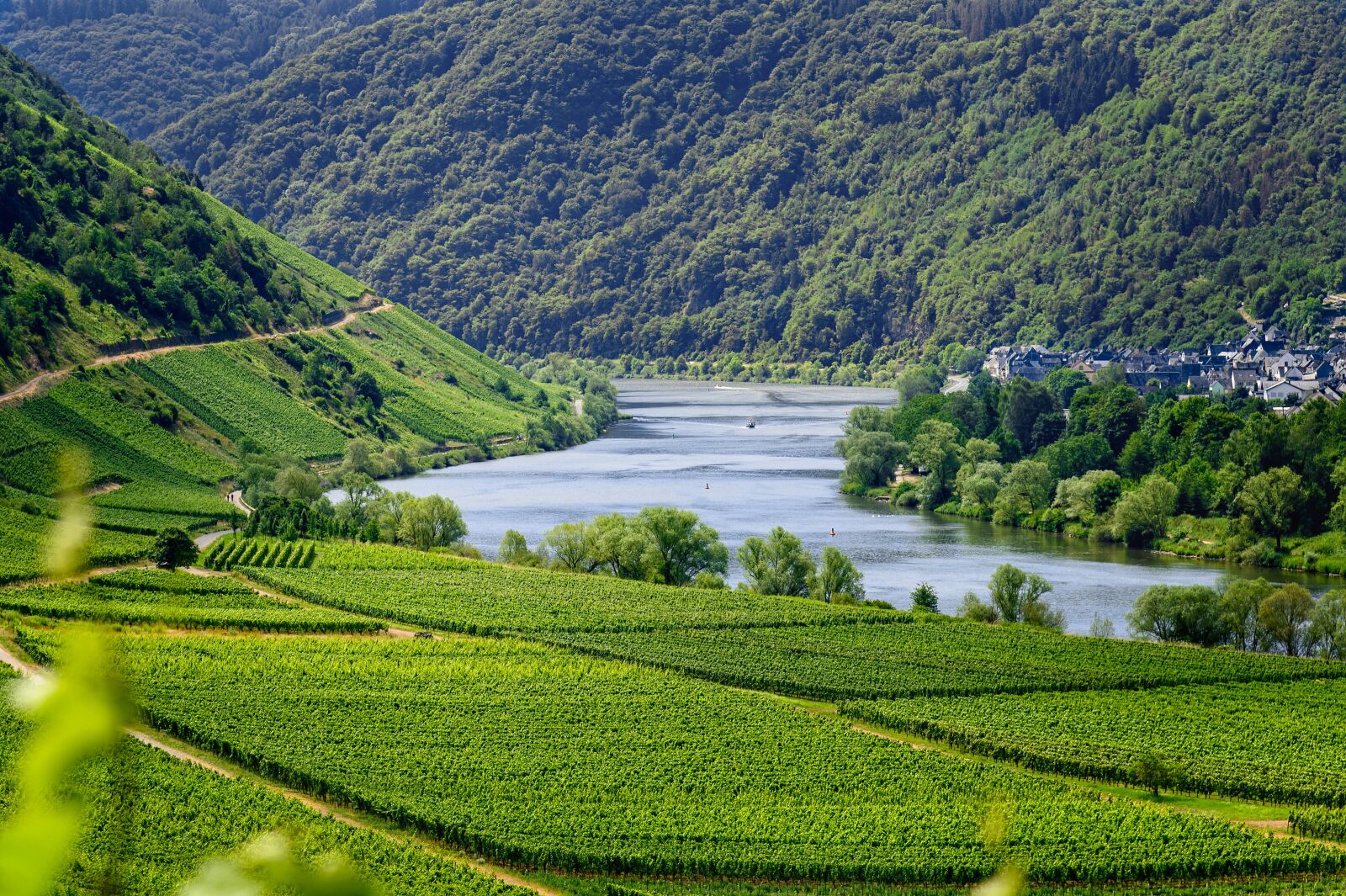 Nikon Z6 sample photo. Mosel, river, vineyards photography