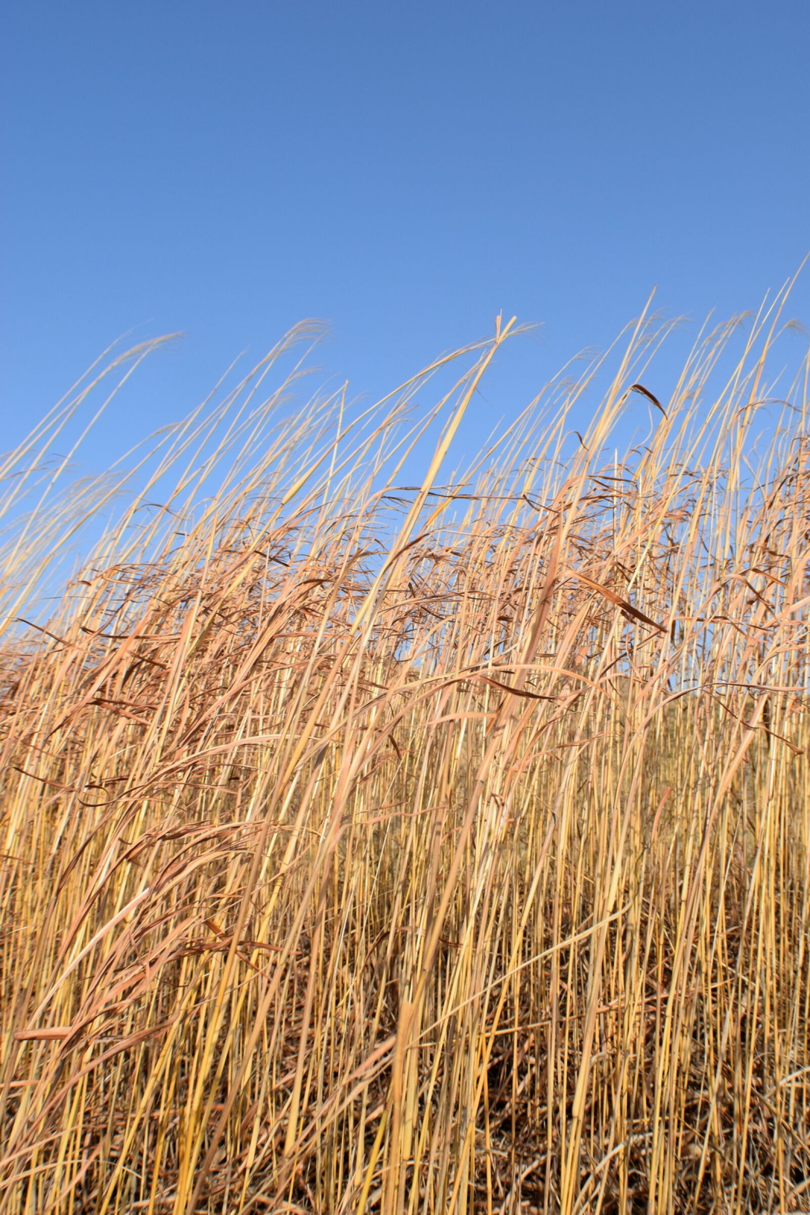 Nikon D3300 sample photo. Grass, minimalist, nature, sky photography
