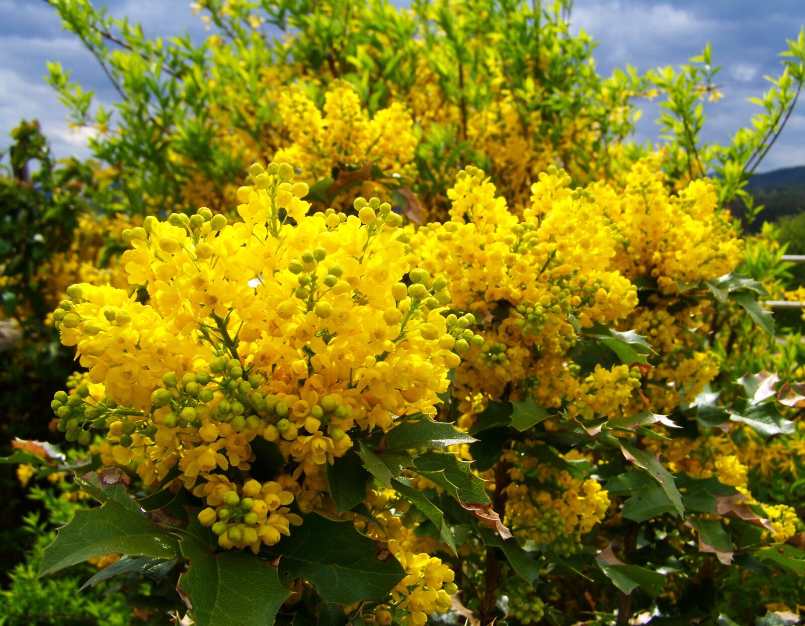 Kodak EASYSHARE ZD710 ZOOM DIGITAL CAMERA sample photo. Mahonia flower, yellow flower photography