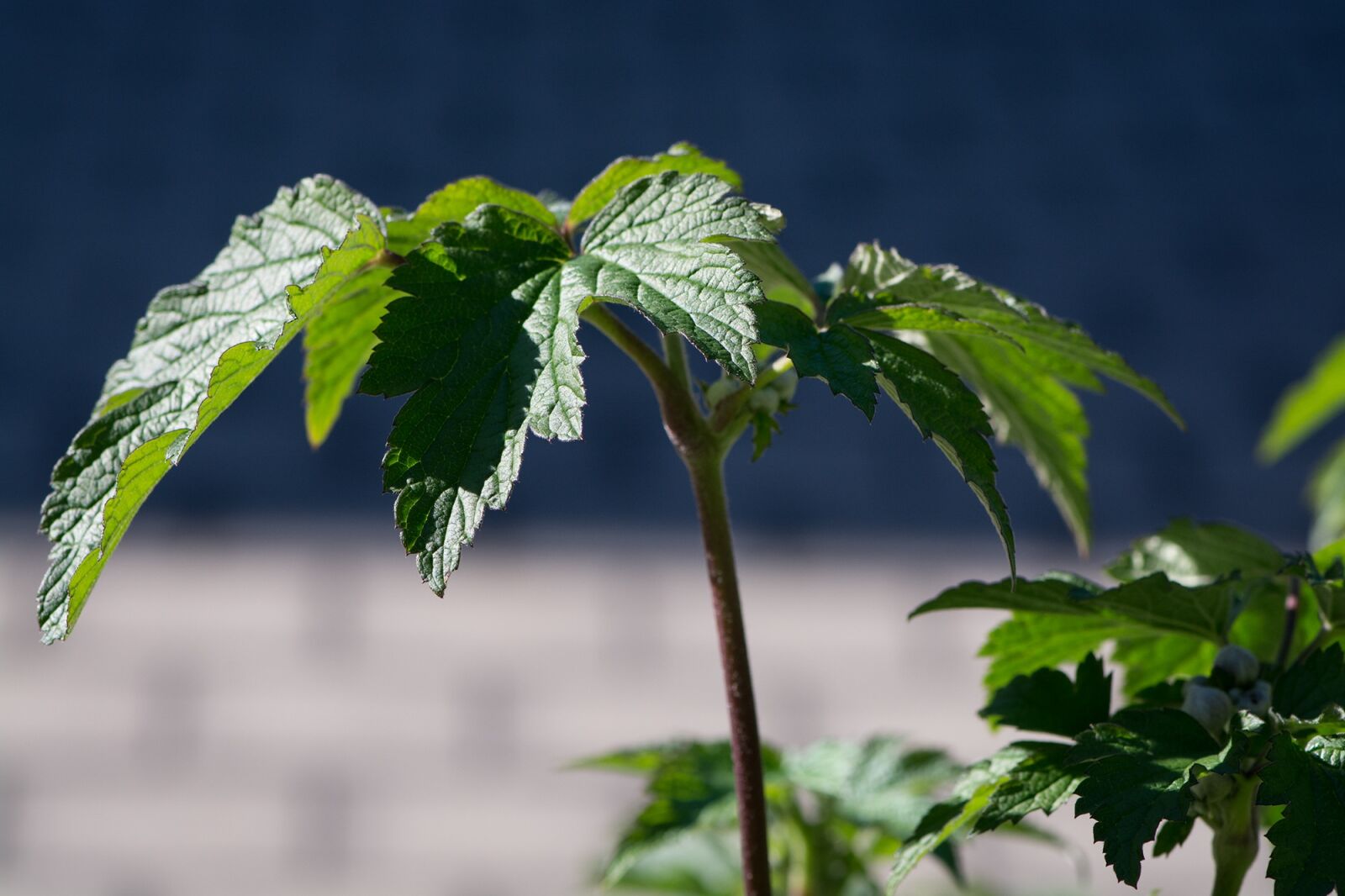 Nikon D7100 sample photo. Leaves, green, green leaves photography