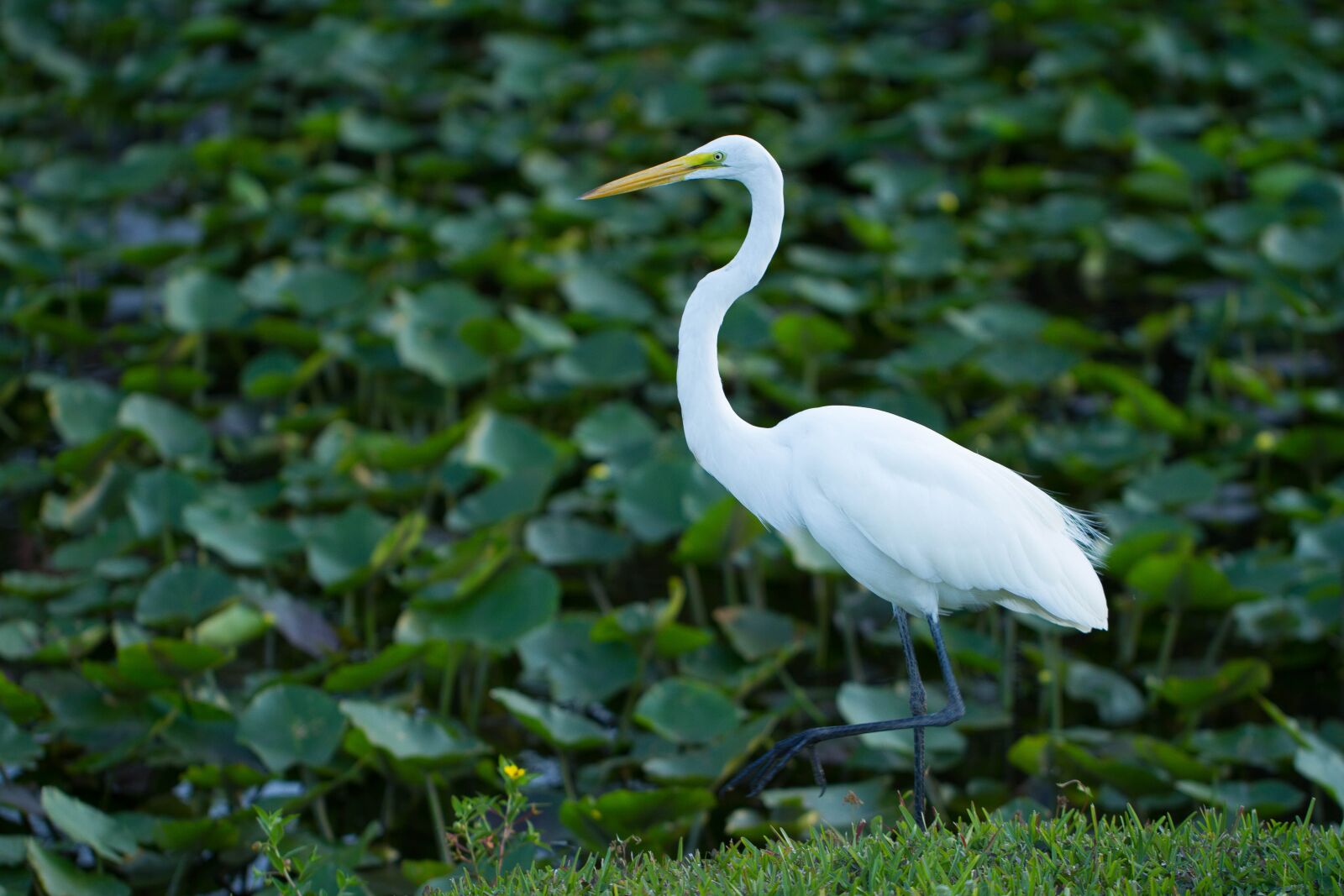 Canon EF 100mm F2.8L Macro IS USM sample photo. Bird, water bird, everglades photography