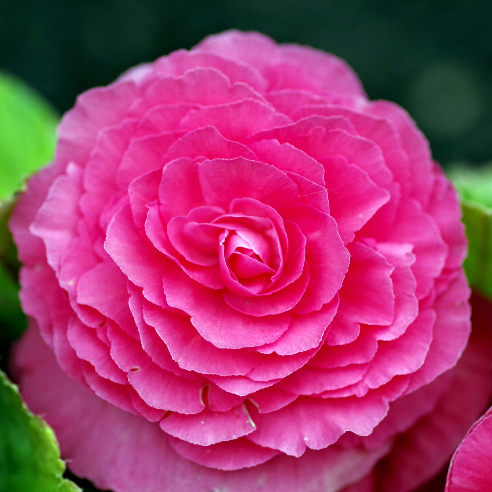 Pentax K-S2 sample photo. Begonia, peony, flower photography