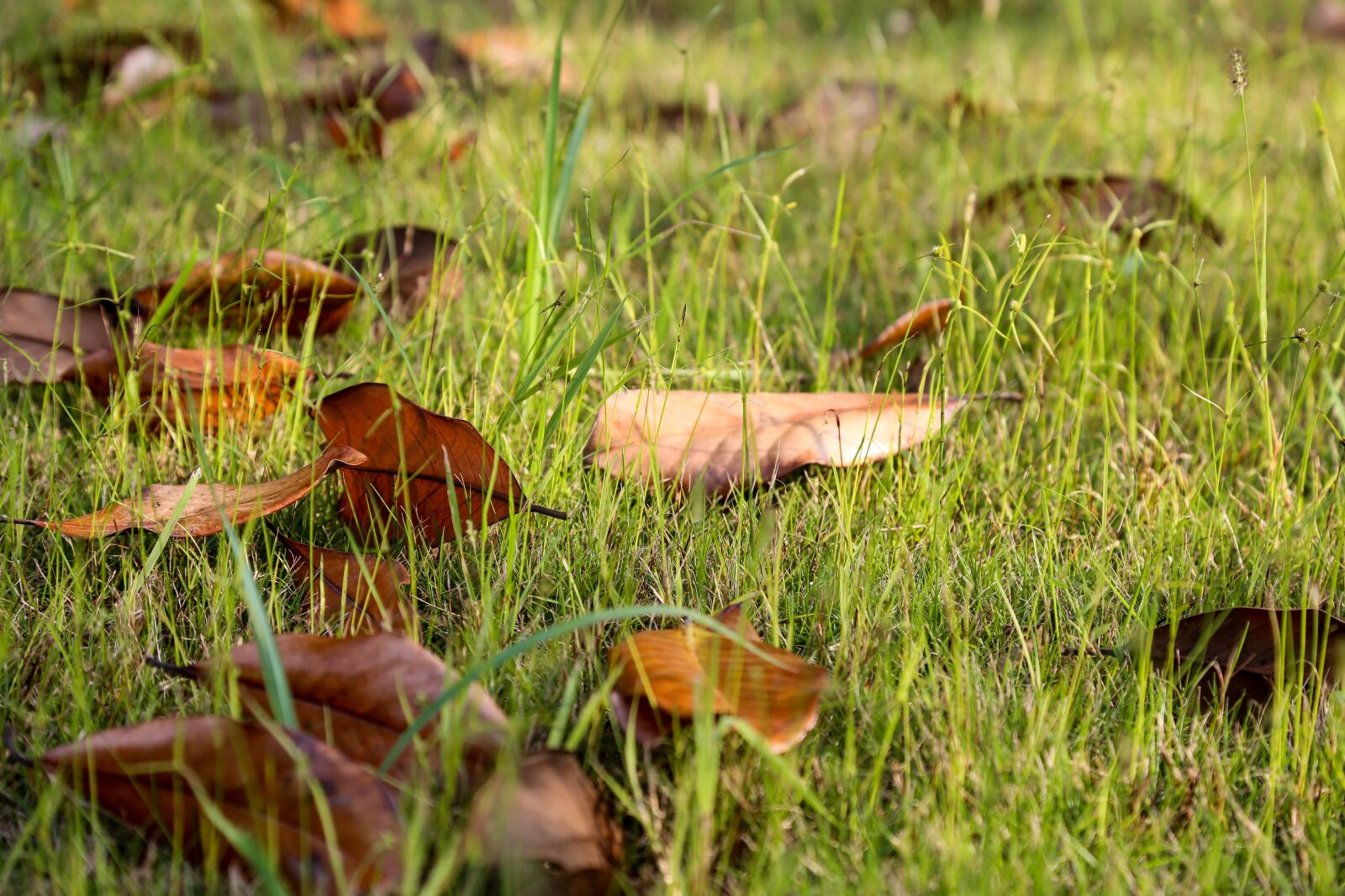 Canon EOS 6D + Canon EF 24-105mm F4L IS USM sample photo. Defoliation, grass, early autumn photography