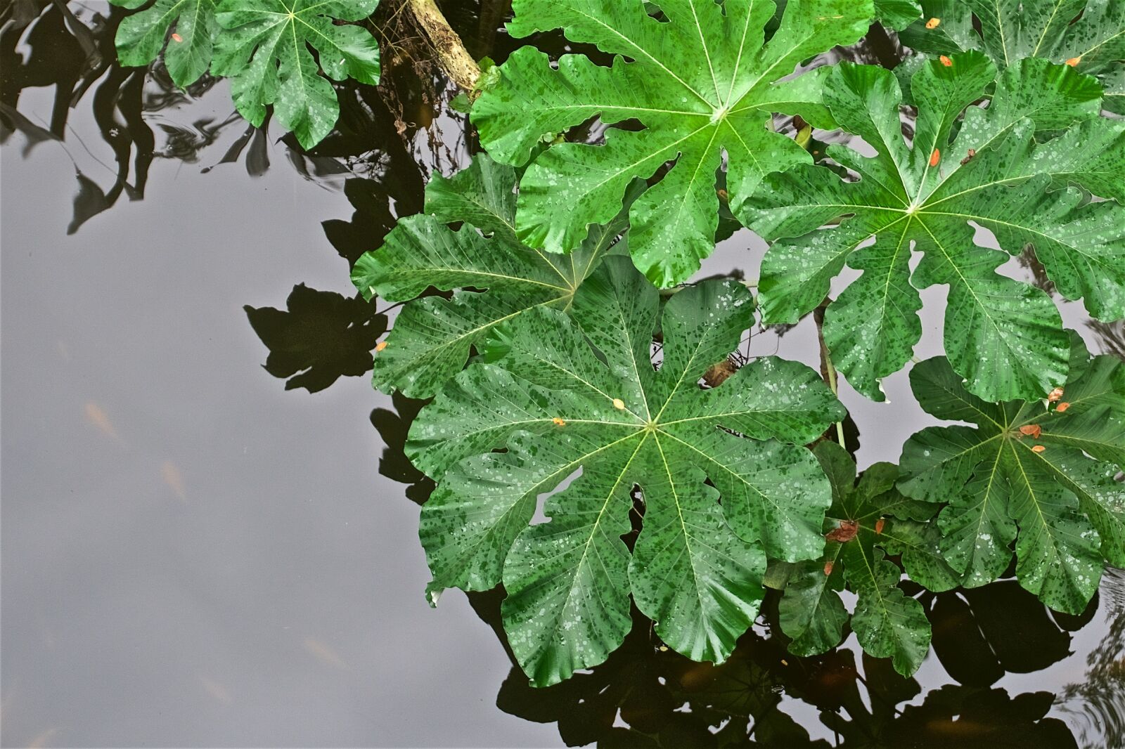 Sony a6300 sample photo. Leaves, singapore zoo, goldfish photography