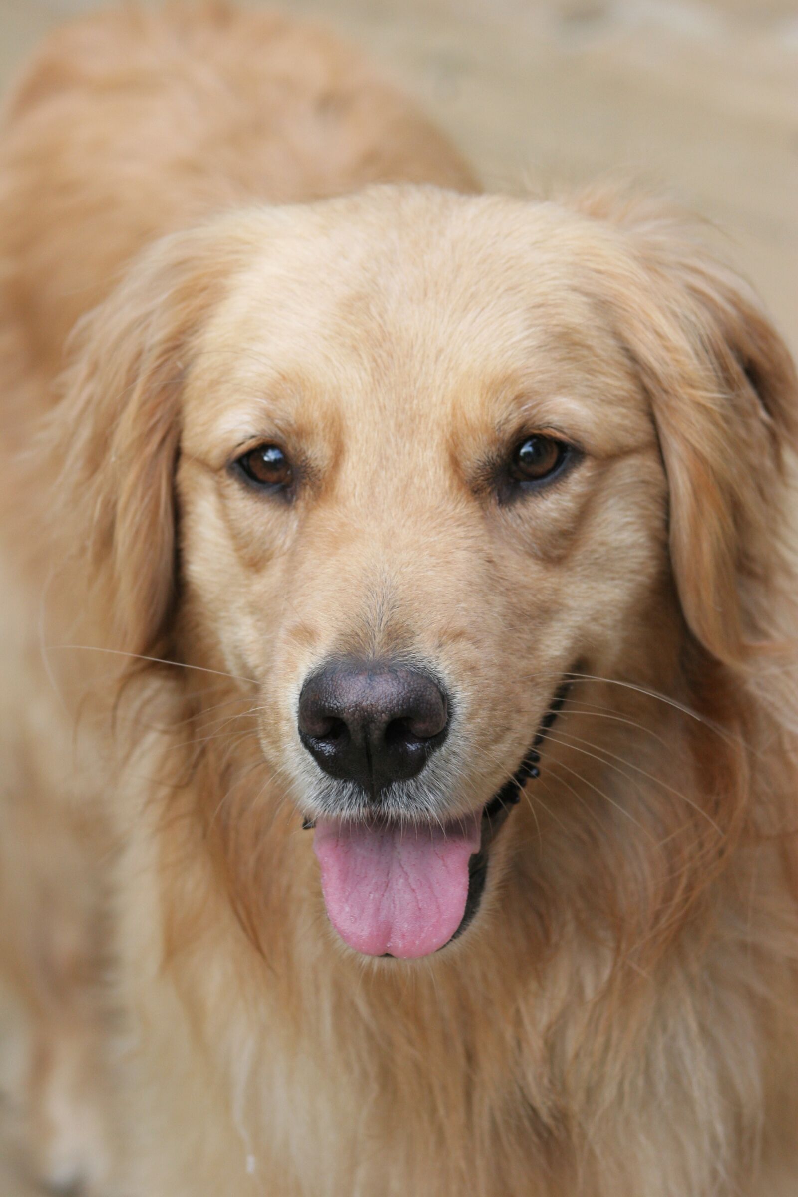 Canon EOS 20D sample photo. Dog, happy, golden photography