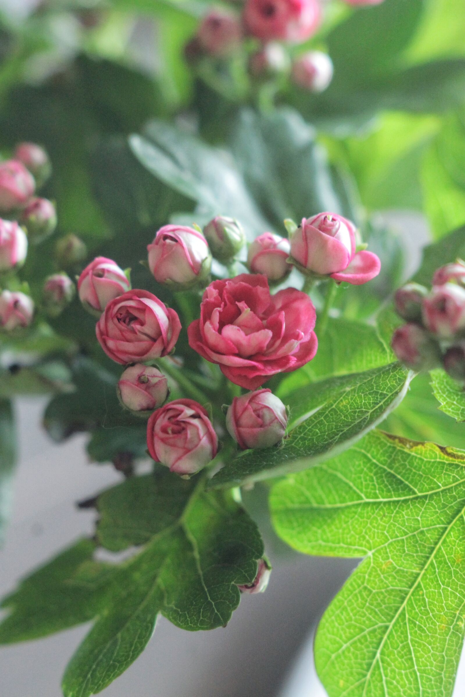 Canon EOS 1100D (EOS Rebel T3 / EOS Kiss X50) sample photo. Flowers, pink, macro photography
