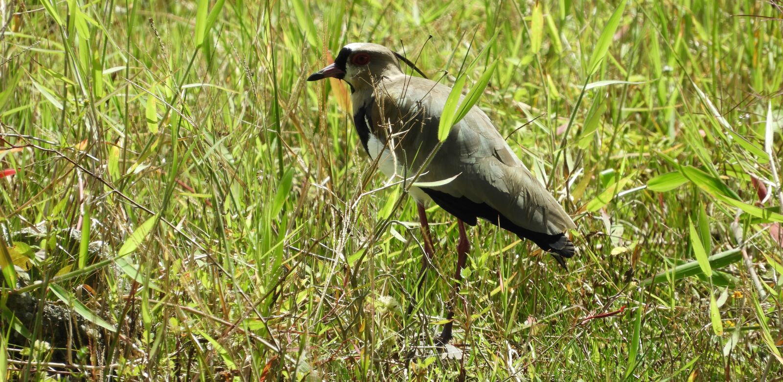 Nikon Coolpix B700 sample photo. Wild life, nature, birds photography