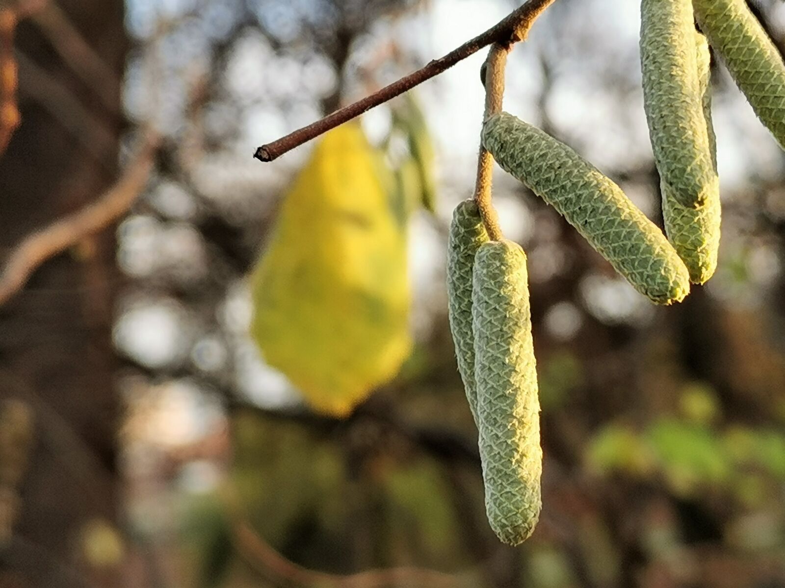 HUAWEI P30 sample photo. Autumn, hazelnut branch, season photography