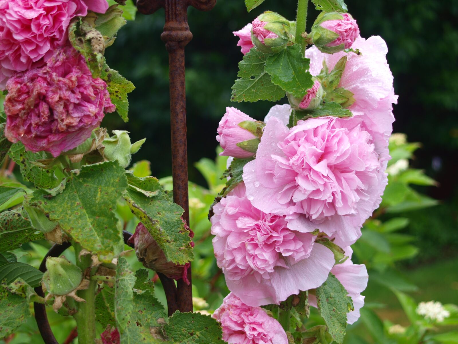 Olympus E-420 (EVOLT E-420) sample photo. Stock rose, rain, pink photography