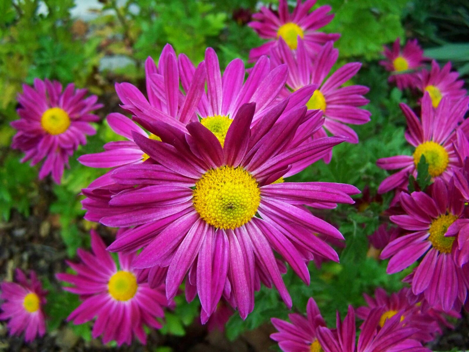 Kodak EASYSHARE ZD710 ZOOM DIGITAL CAMERA sample photo. Chrysanthemum, fall flowers, flower photography