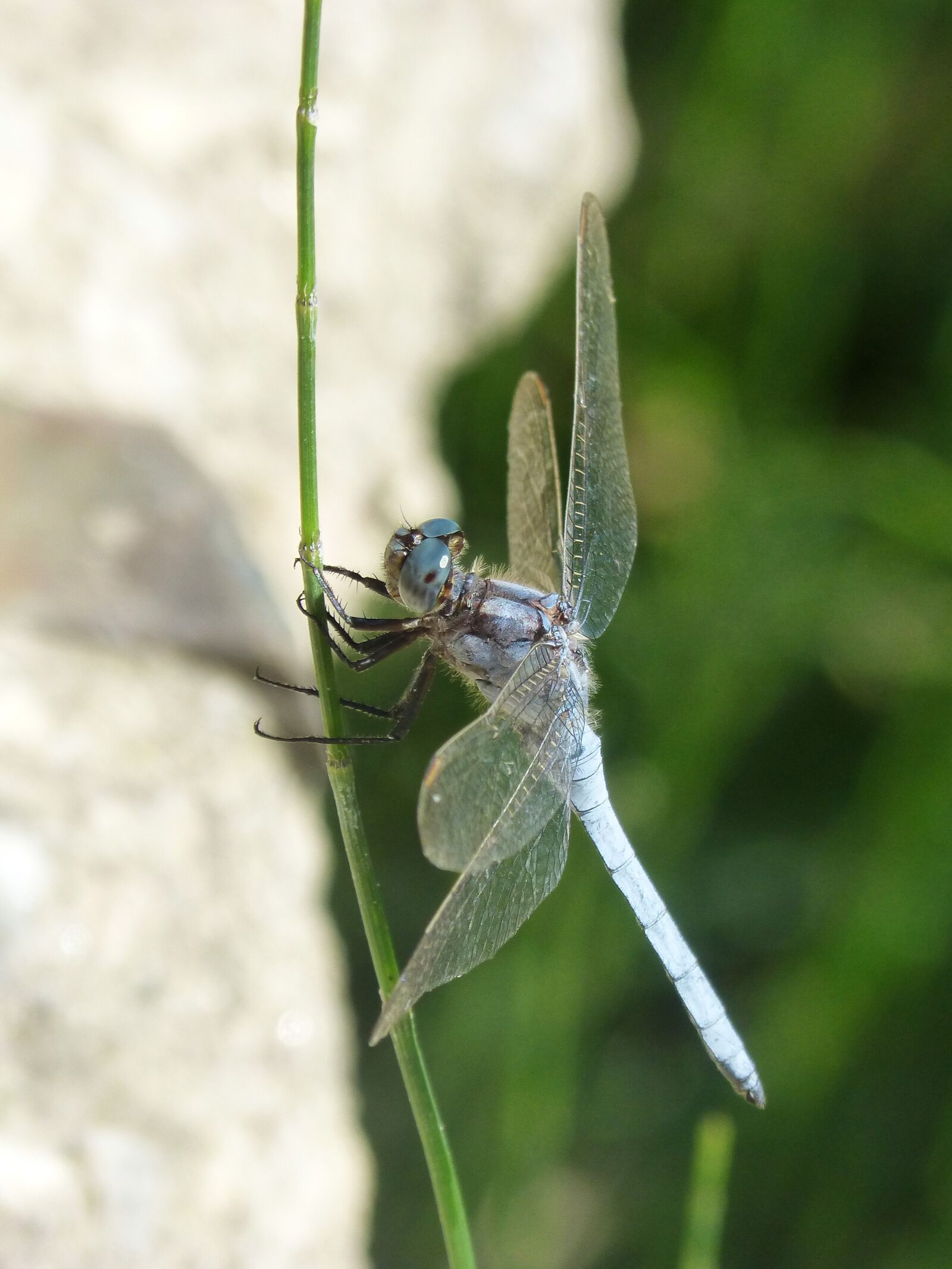 Panasonic DMC-FZ62 sample photo. Blue dragonfly, branch, winged photography
