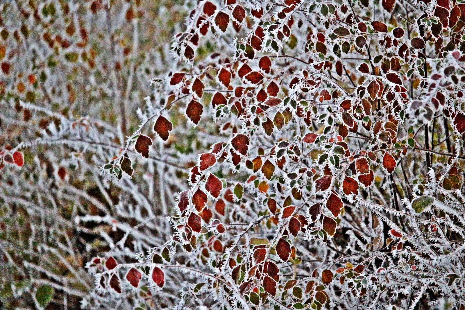 Canon EOS 100D (EOS Rebel SL1 / EOS Kiss X7) sample photo. Leaves, frost, hoarfrost photography