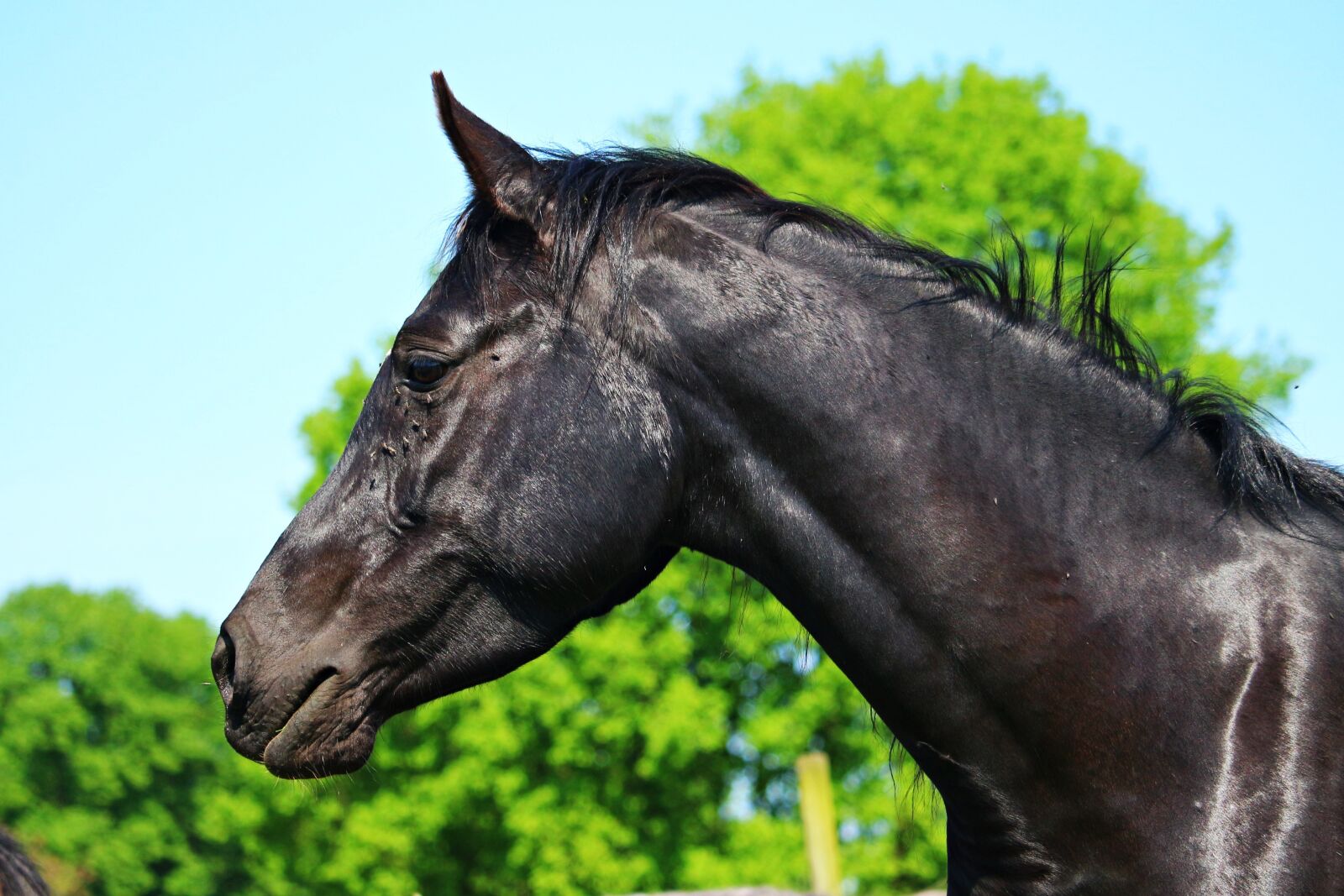 Canon EOS 100D (EOS Rebel SL1 / EOS Kiss X7) sample photo. Horse, rap, horse head photography