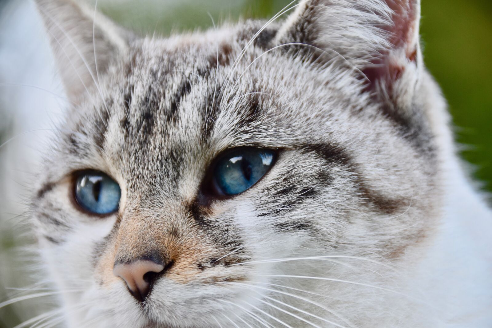 Nikon D5600 sample photo. Cat, nose of cat photography