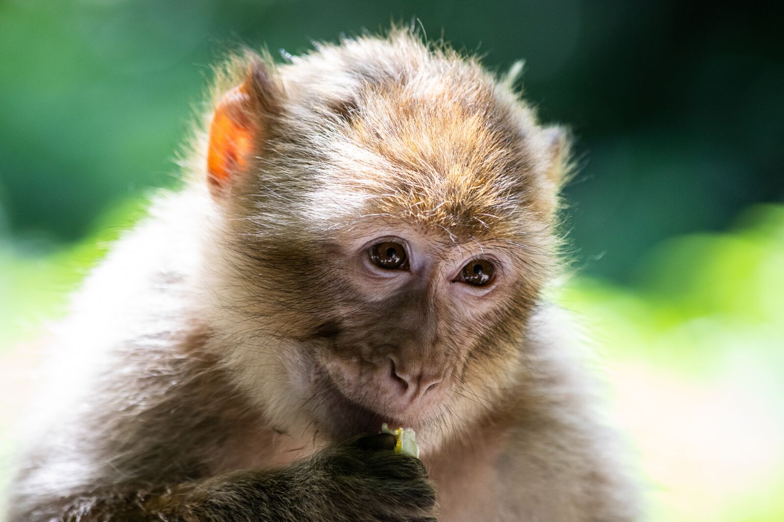 Canon EF 70-300mm F4-5.6 IS USM sample photo. Barbary ape, monkey, primate photography