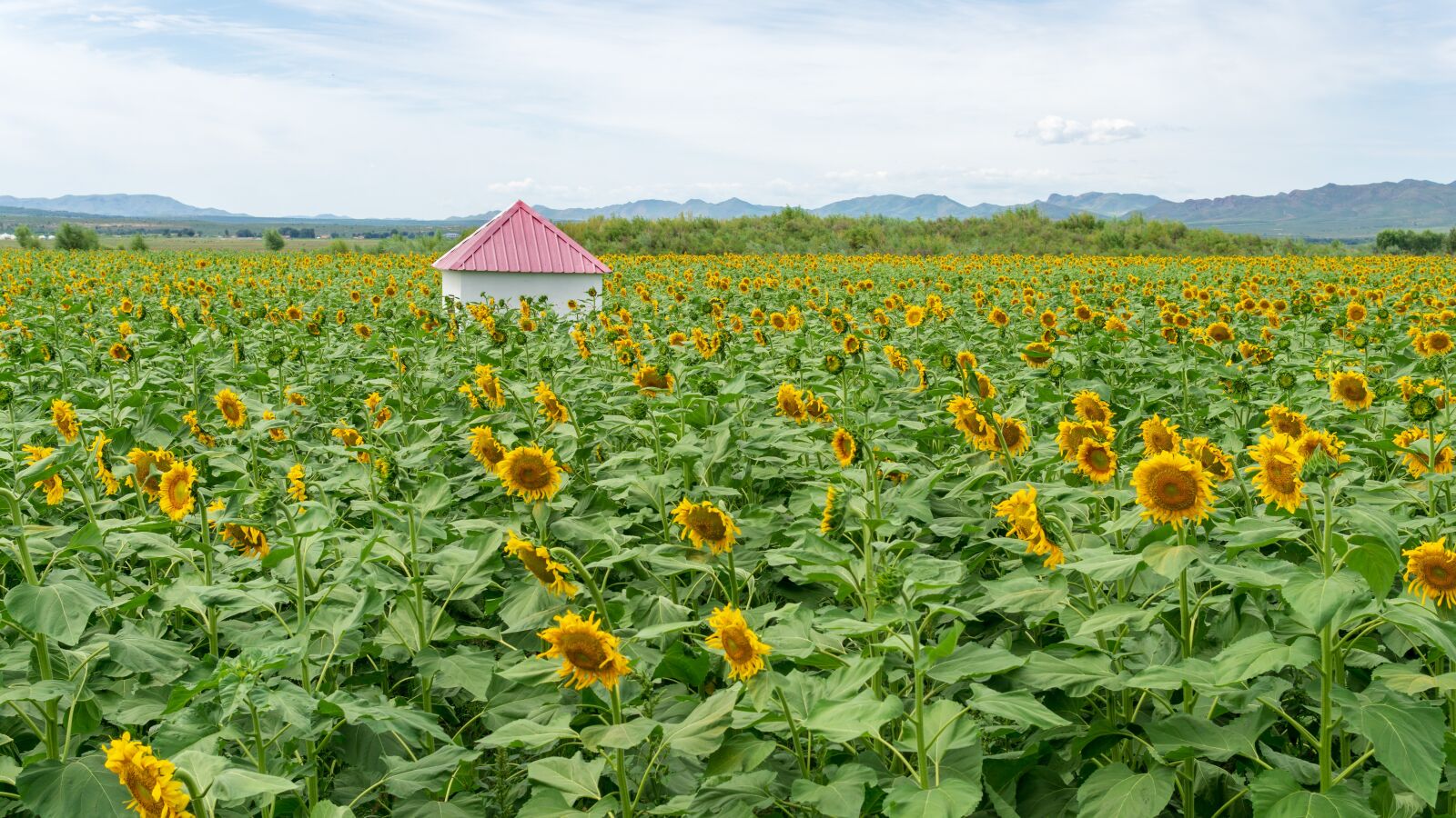 Sony a5100 sample photo. Sunflower, house, scenery photography