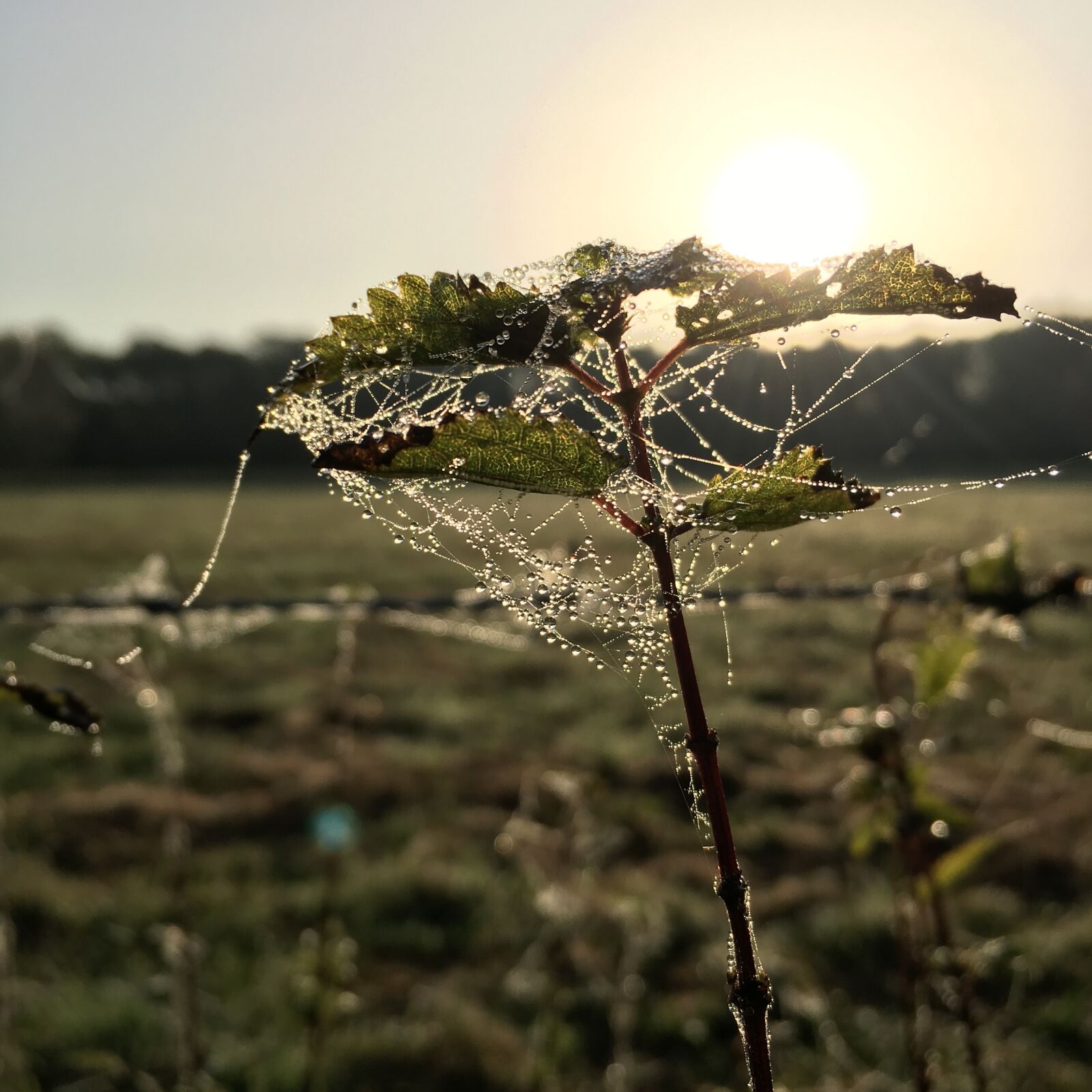 Apple iPhone 6s sample photo. Nature, stinging nettle, sun photography