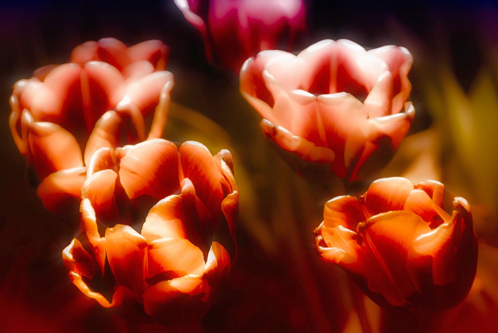 Nikon D80 sample photo. Tulips, flowers, spring photography